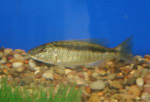 malawi trout sub adult
