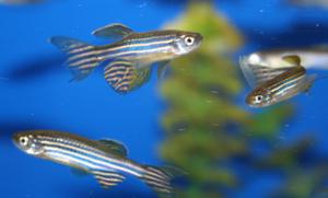 zebra danio