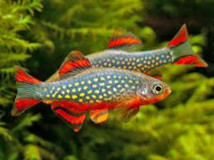 galaxy rasbora