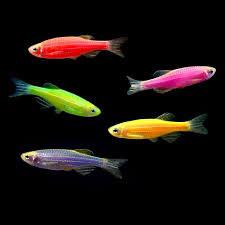 glofish danio