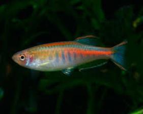 Glowlight danio