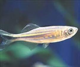 gold giant danio