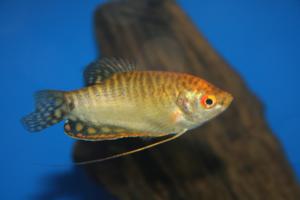 Gold Gourami