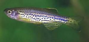 leopard zebra danio