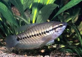 Snakeskin Gourami