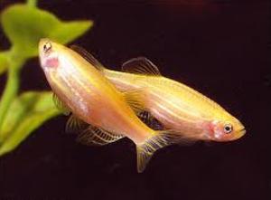 gold zebra danio