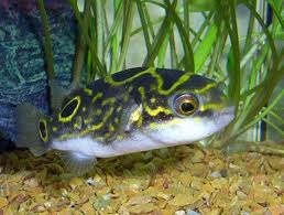 Figure 8 puffer