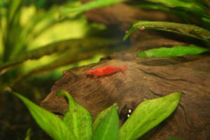 Chreey Shrimp on Driftwood