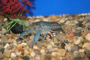 Blue Crawfish