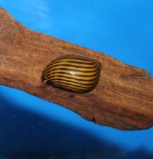 Zebra Snail on log