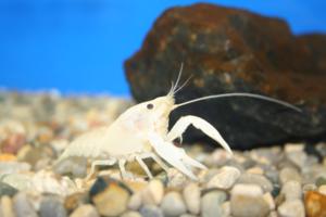 White Lobster