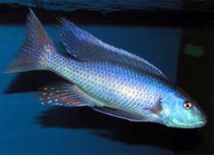 malawi trout adult