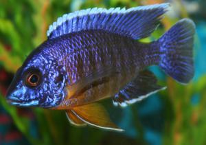 masoni cichlid